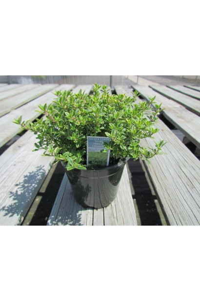 Чебрець Голден Лемон в контейнері 3 л